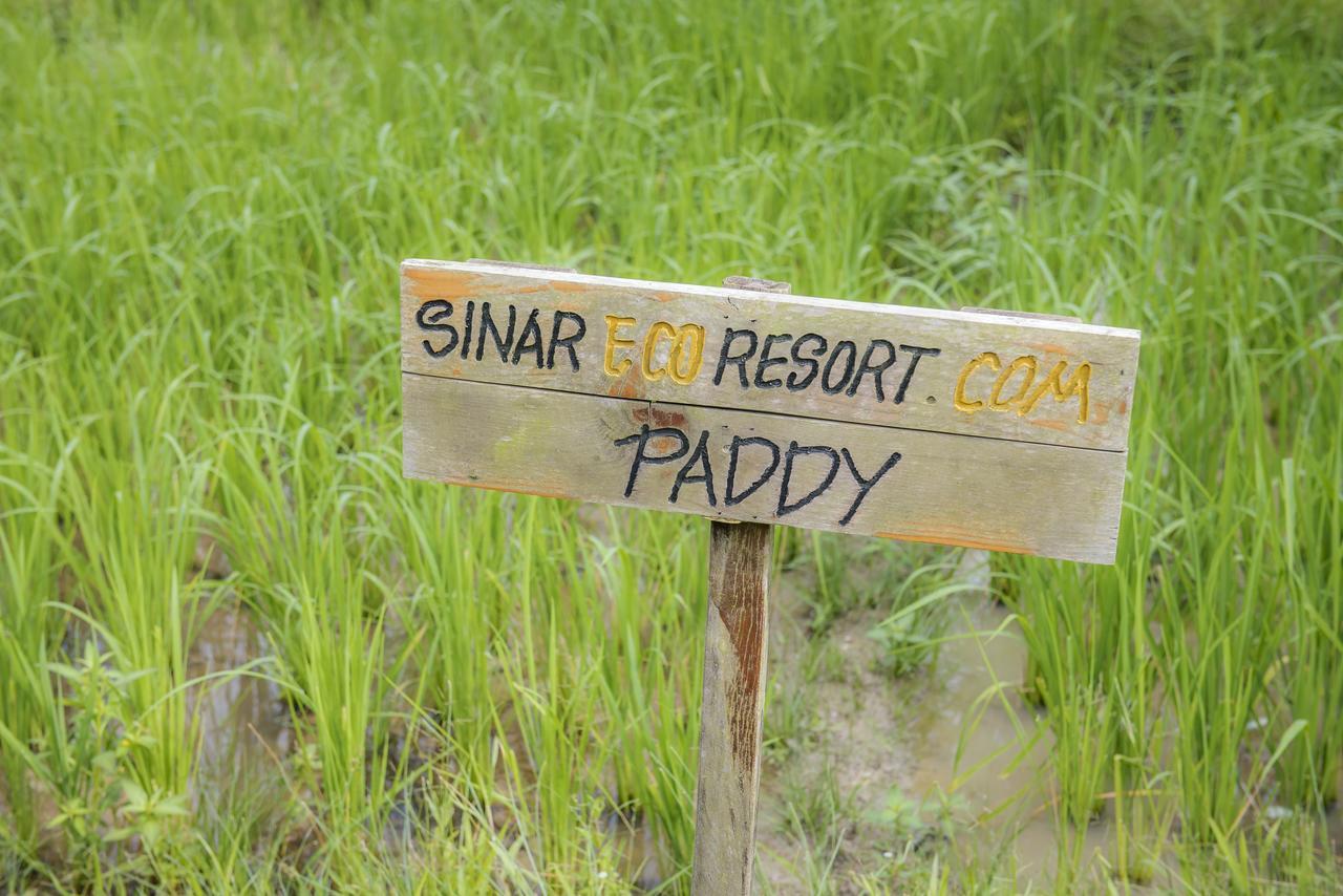 Sinar Eco Resort Kampong Bukit Panjang Exteriör bild